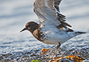 Arenaria melanocephala